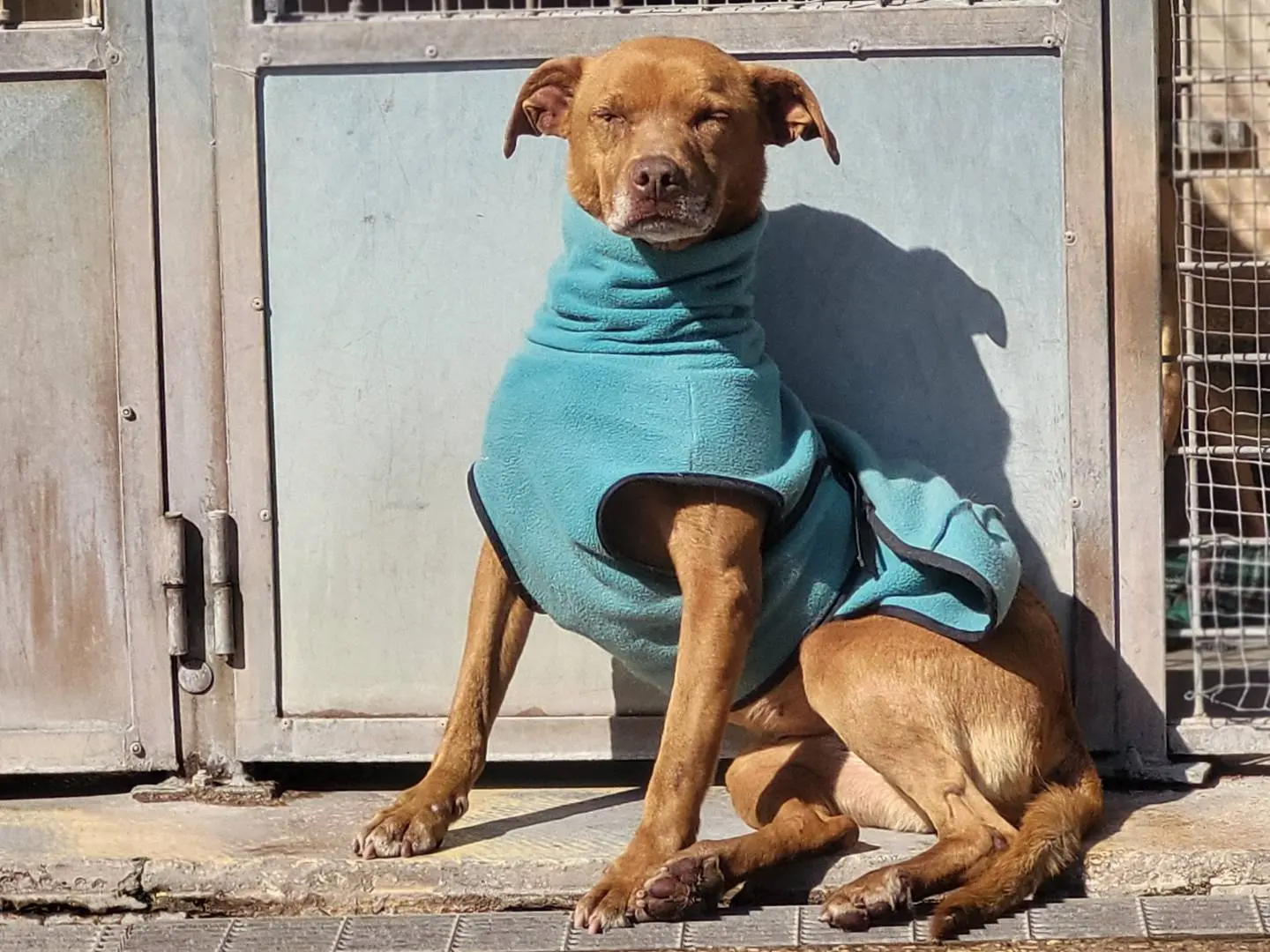 Adozione cane, femmina, Pitbull Razza sconosciuta, 9 anni e 1 mese, taglia media contenuta, Roma