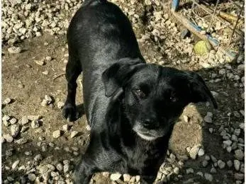 Foto 3 dell'animale