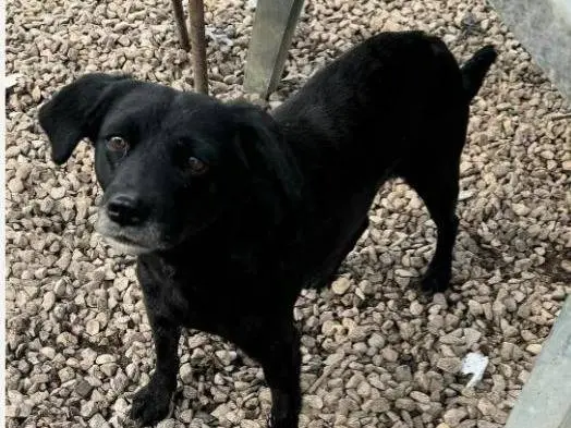 Vuoi adottare un cane a Teramo?