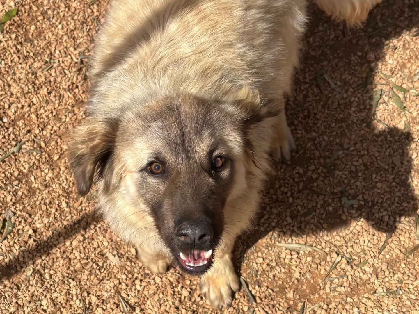 Adotta un cane, taglia media contenuta, maschio, Taranto