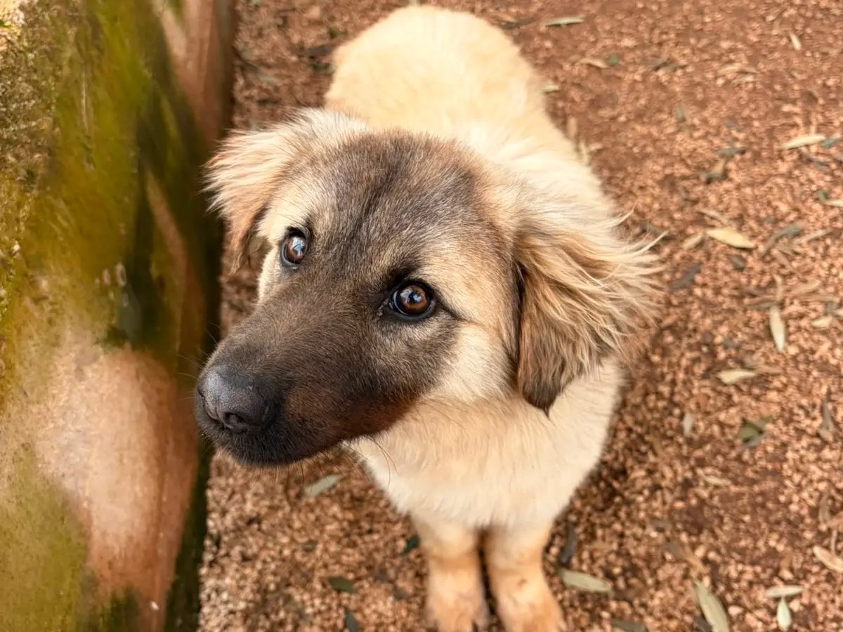 Adozione cane, maschio, Razza sconosciuta Razza sconosciuta, 1 anno e 5 mesi, taglia media contenuta, Taranto