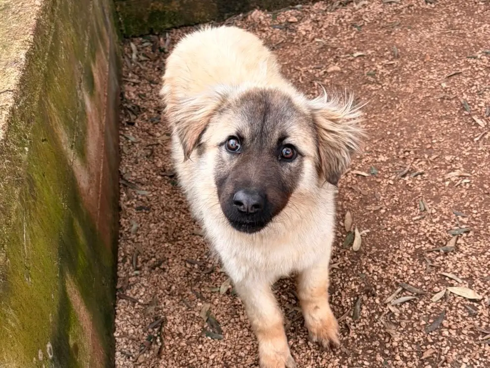 Adotta un cane, maschio, 1 anno e 5 mesi, Taranto