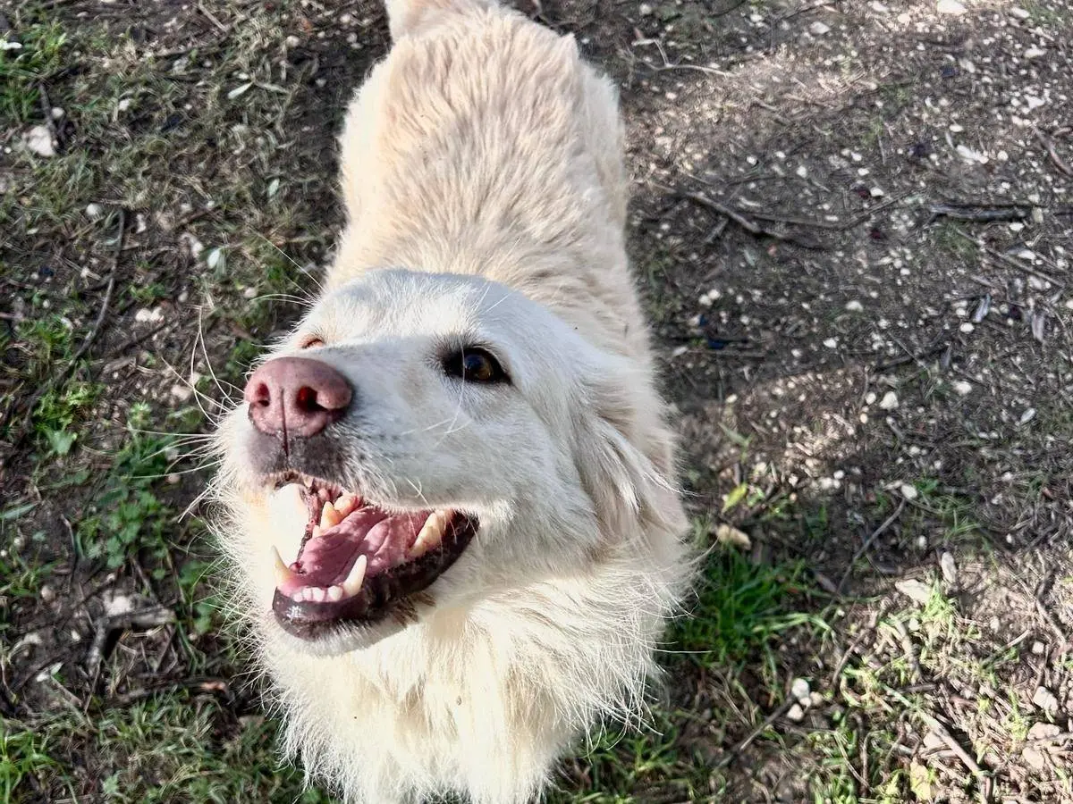 Adotta un cane, femmina, 3 anni e 4 mesi, Chieti