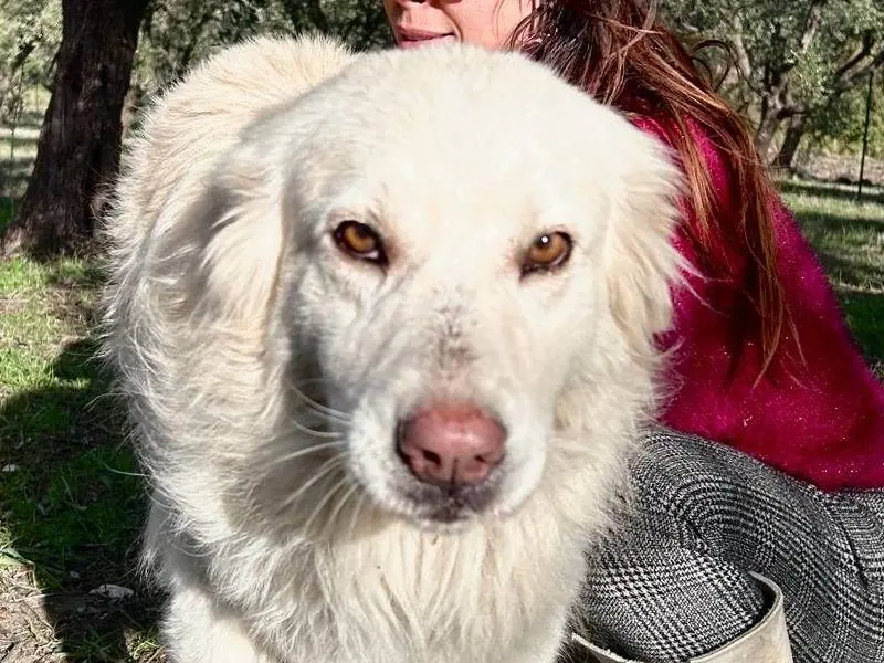 Adotta il cane Neve a Chieti