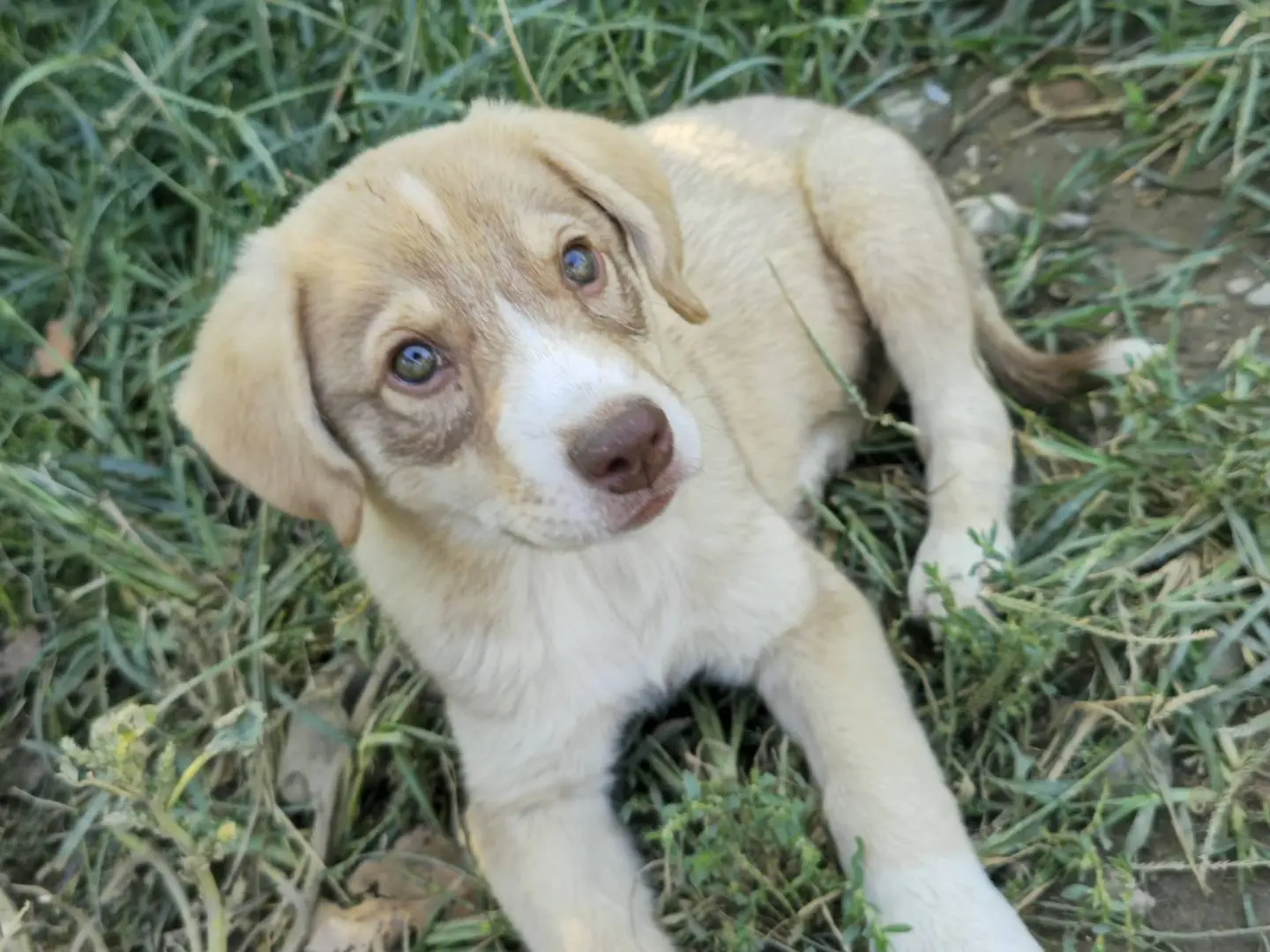 Adozione cane, femmina, Razza sconosciuta Razza sconosciuta, 4 mesi, taglia piccola, Udine