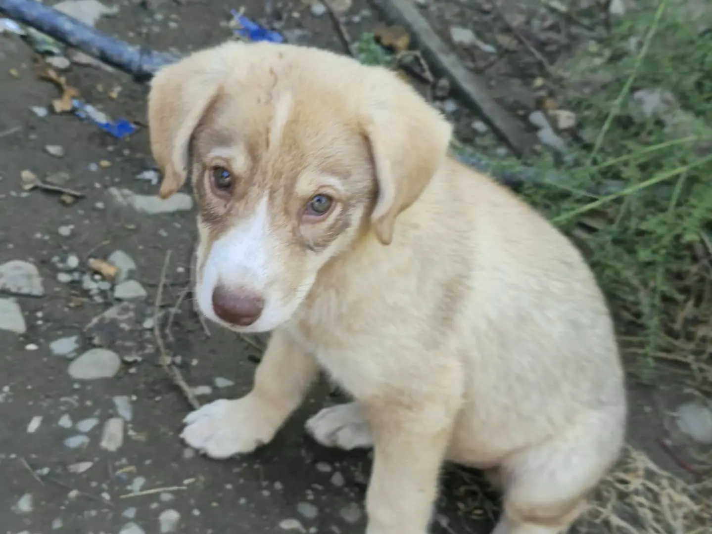 Adotta un cane, femmina, 4 mesi, Udine