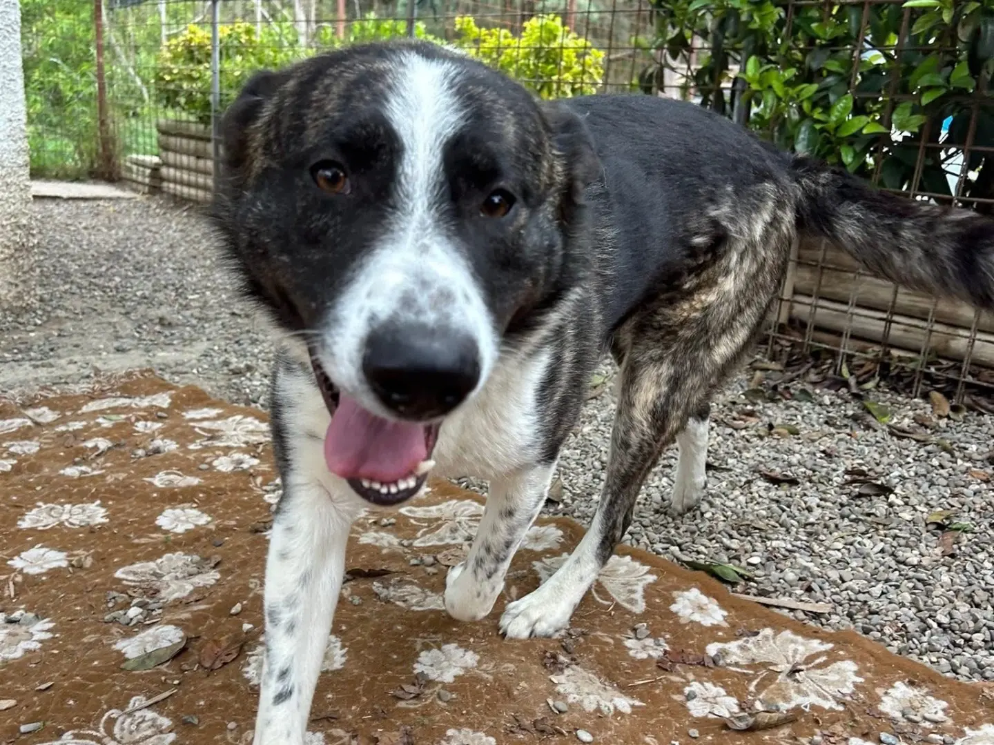 Adozione cane, maschio, Razza sconosciuta Razza sconosciuta, 3 anni e 6 mesi, taglia gigante, Matera