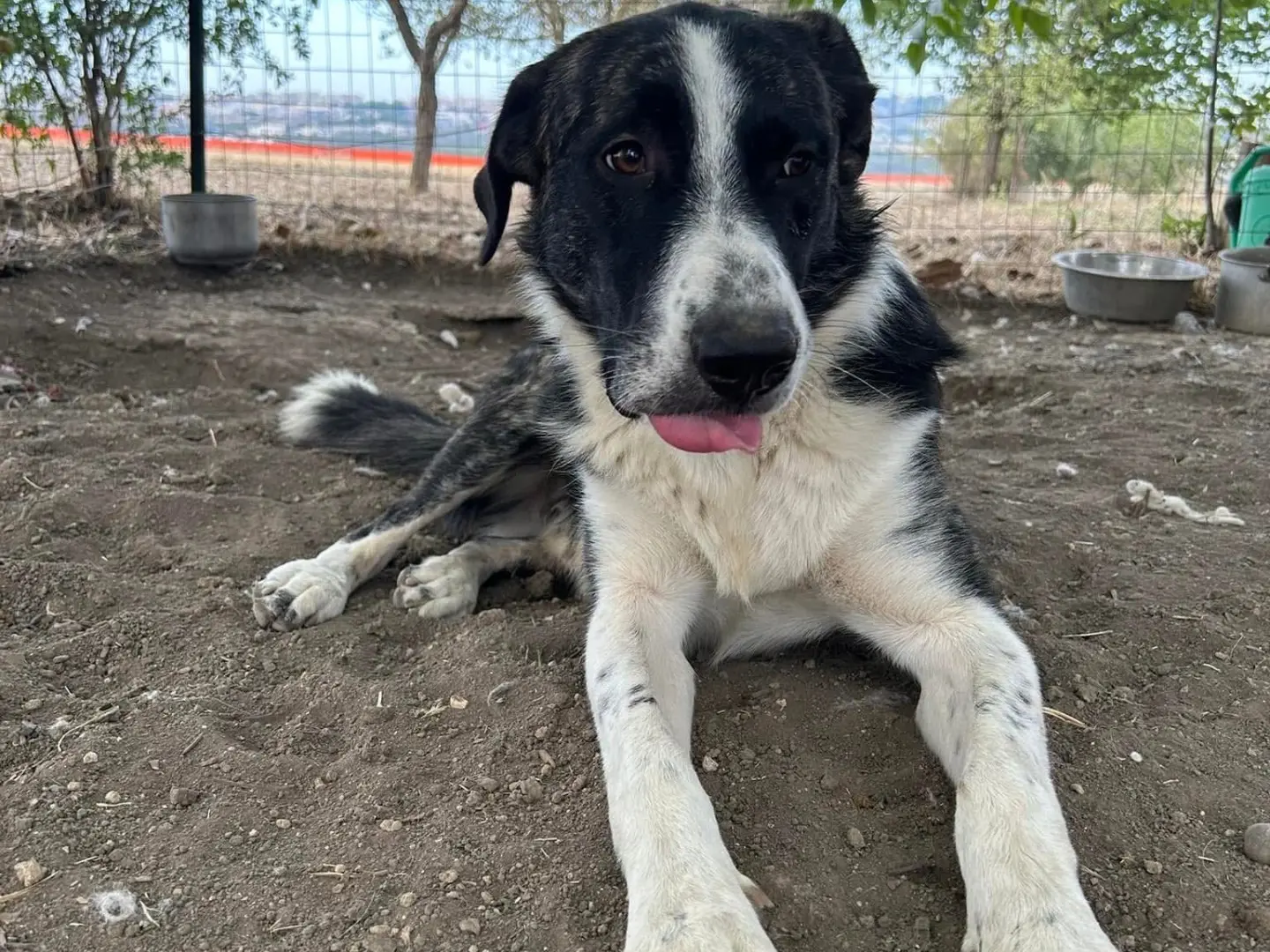 Adotta un cane, maschio, 3 anni e 6 mesi, Matera