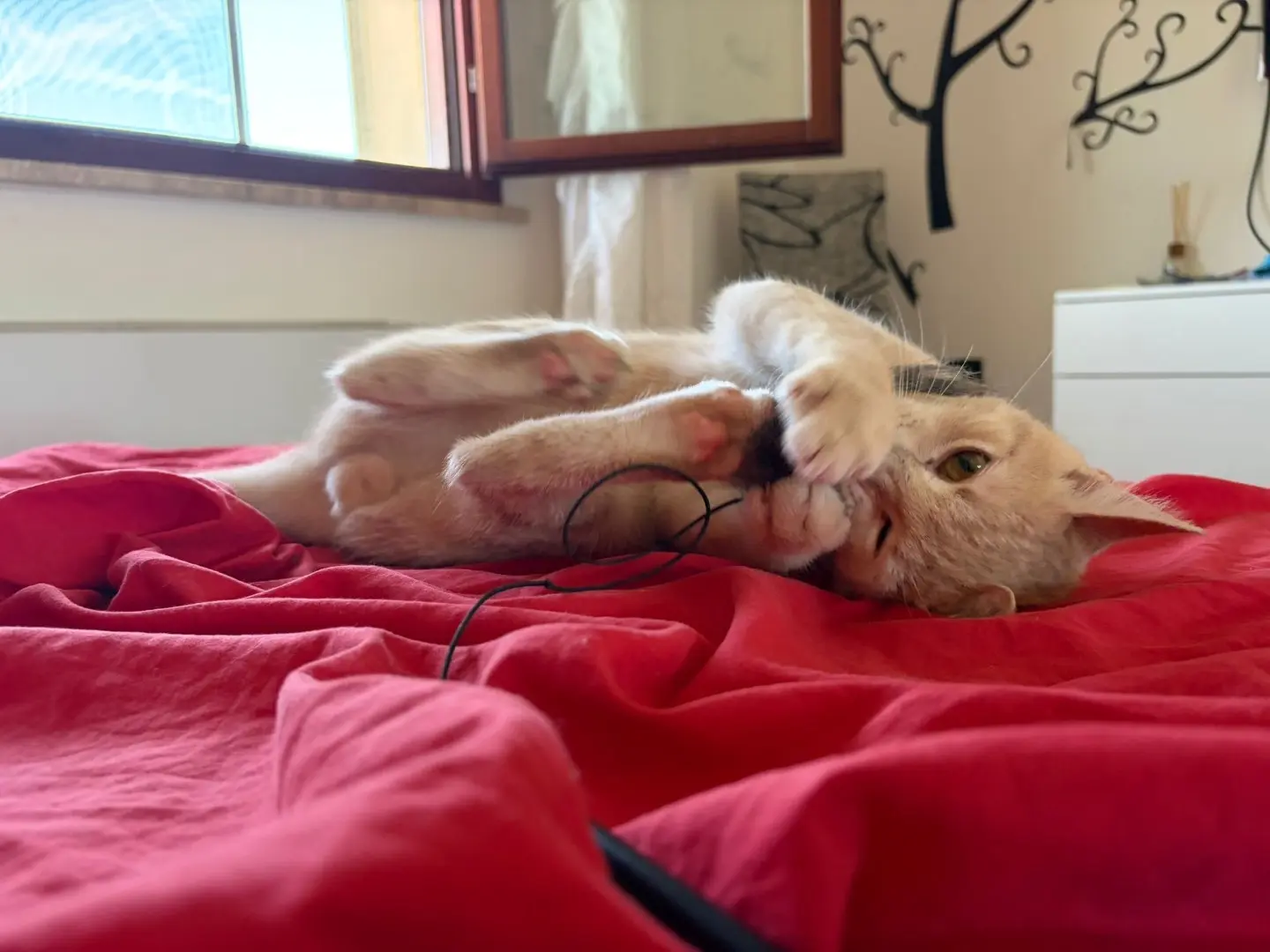 Vuoi adottare un gatto a Sassari?