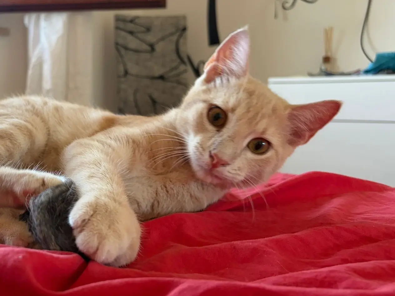 Adotta un gatto, maschio, 6 mesi, Sassari