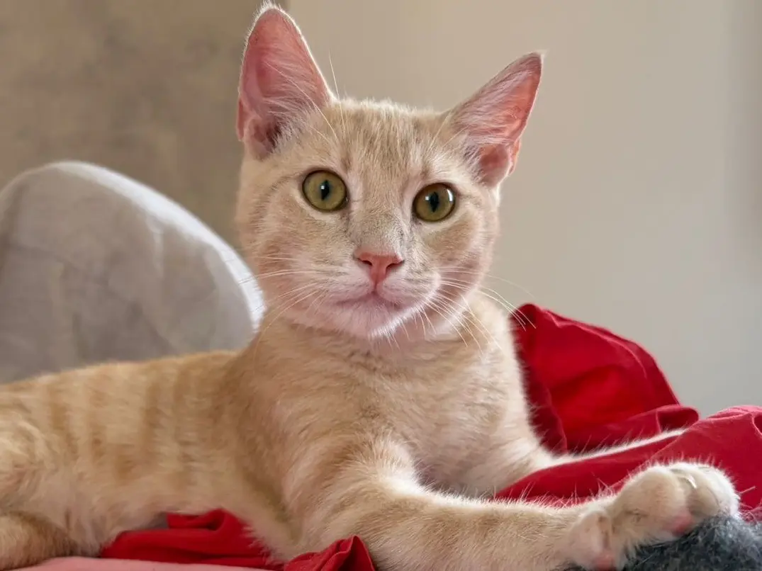 Adozione gatto, maschio, Razza sconosciuta Razza sconosciuta, 6 mesi, taglia non valida, Sassari