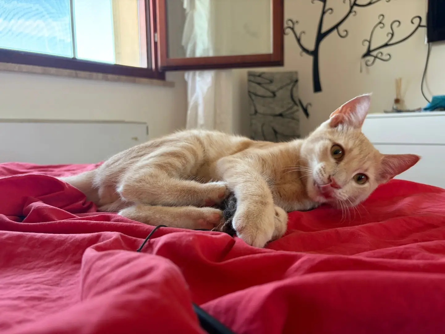 Adotta un gatto, taglia non valida, maschio, Sassari