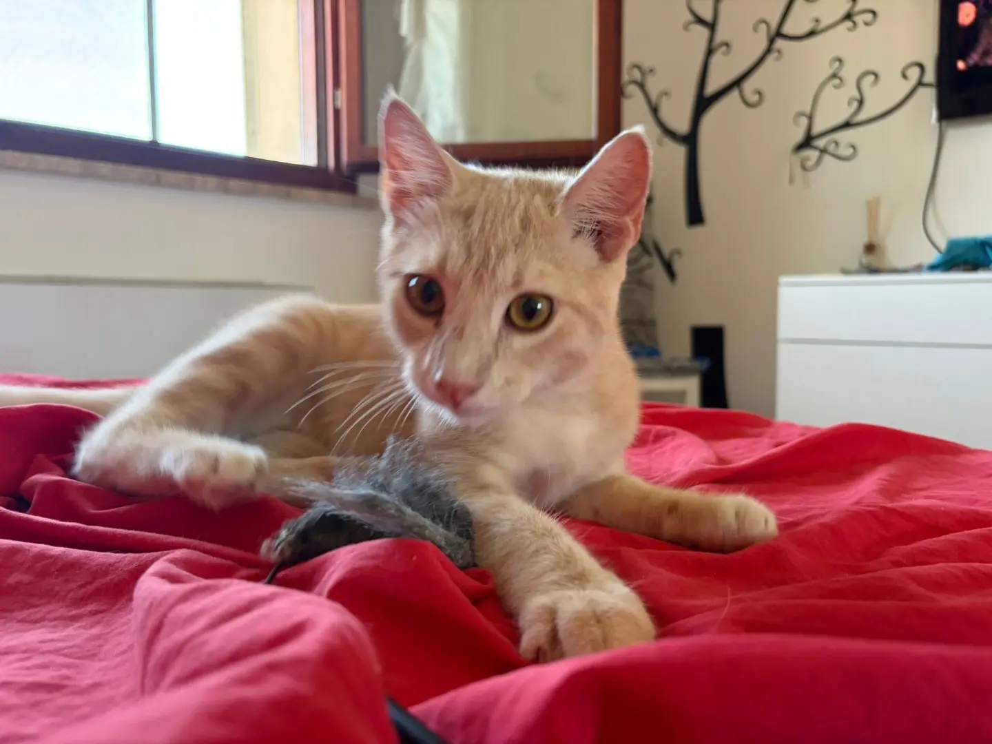 Adotta il gatto Michael  a Sassari