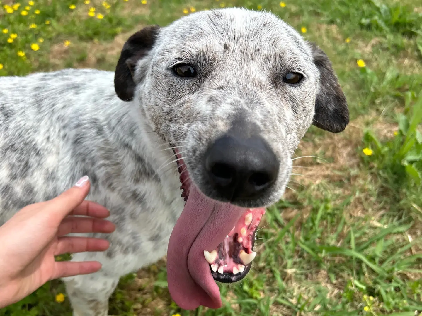 Adozione cane, femmina, Razza sconosciuta Razza sconosciuta, 6 anni e 1 mese, taglia media contenuta, Latina