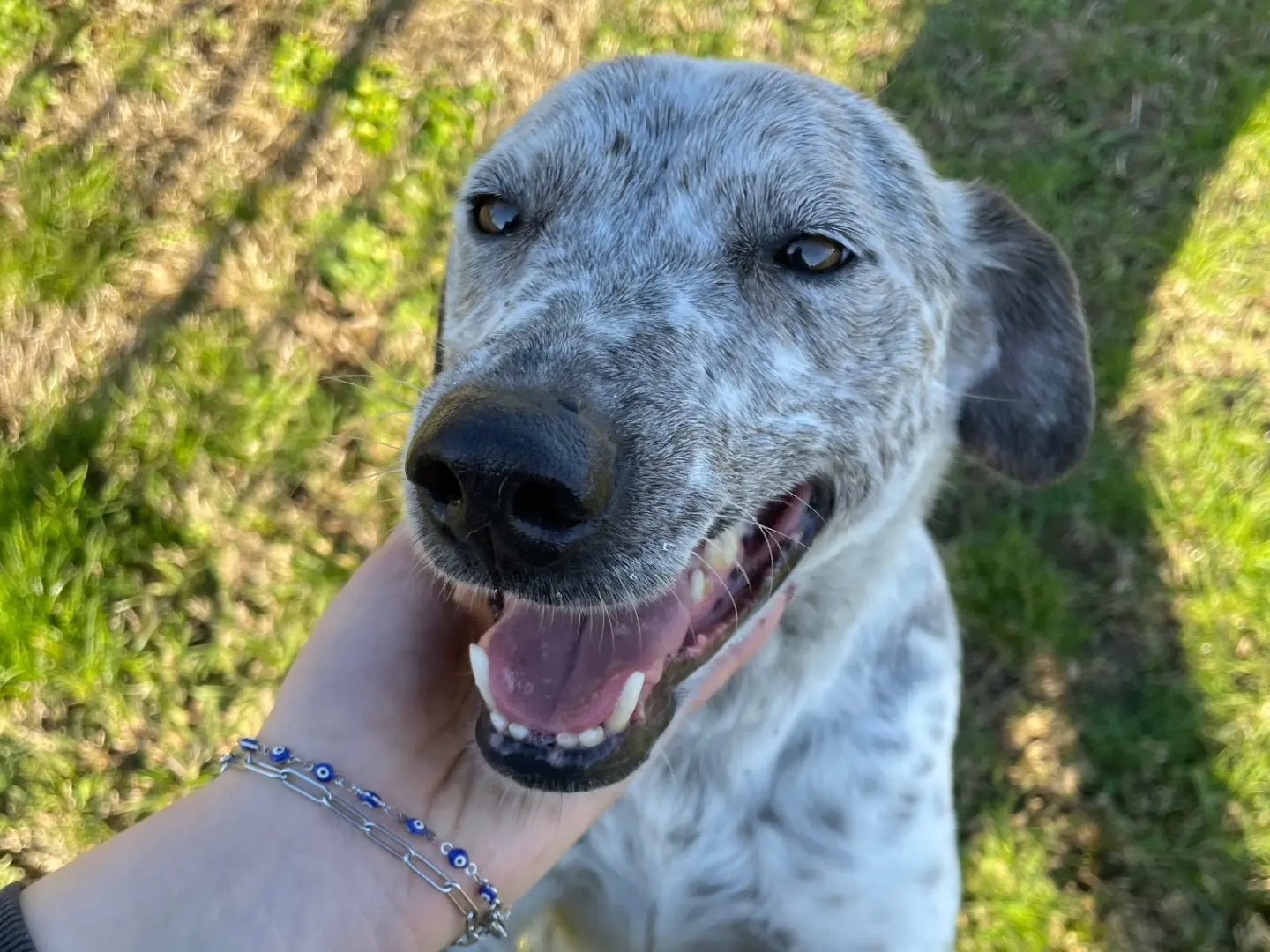 Vuoi adottare un cane a Latina?