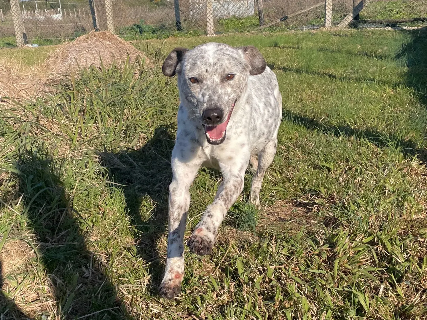 Adotta il cane Celine a Latina