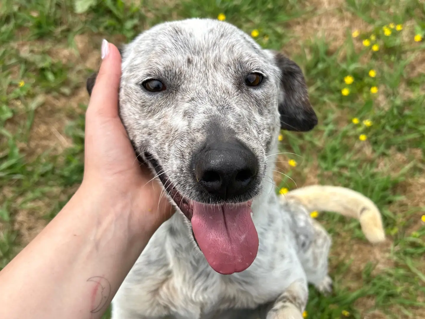 Adotta un cane, femmina, 6 anni e 1 mese, Latina