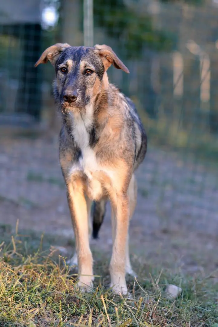 Vuoi adottare un cane a Como?