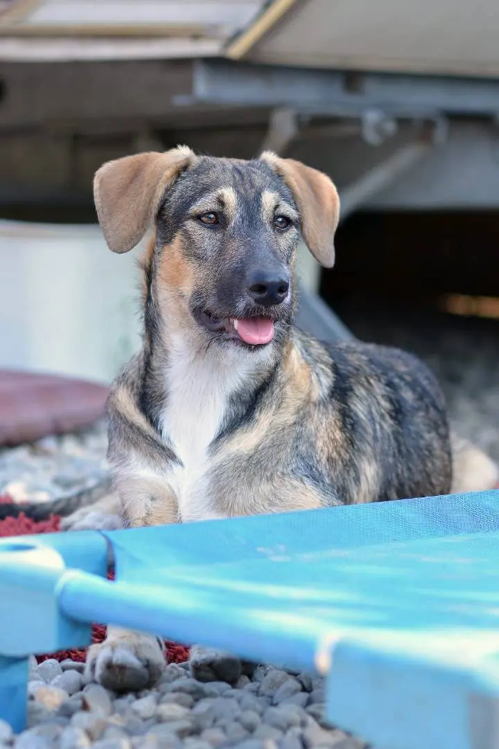 Adozione cane, femmina, meticcio, 5 anni e 8 mesi, taglia media contenuta, Como
