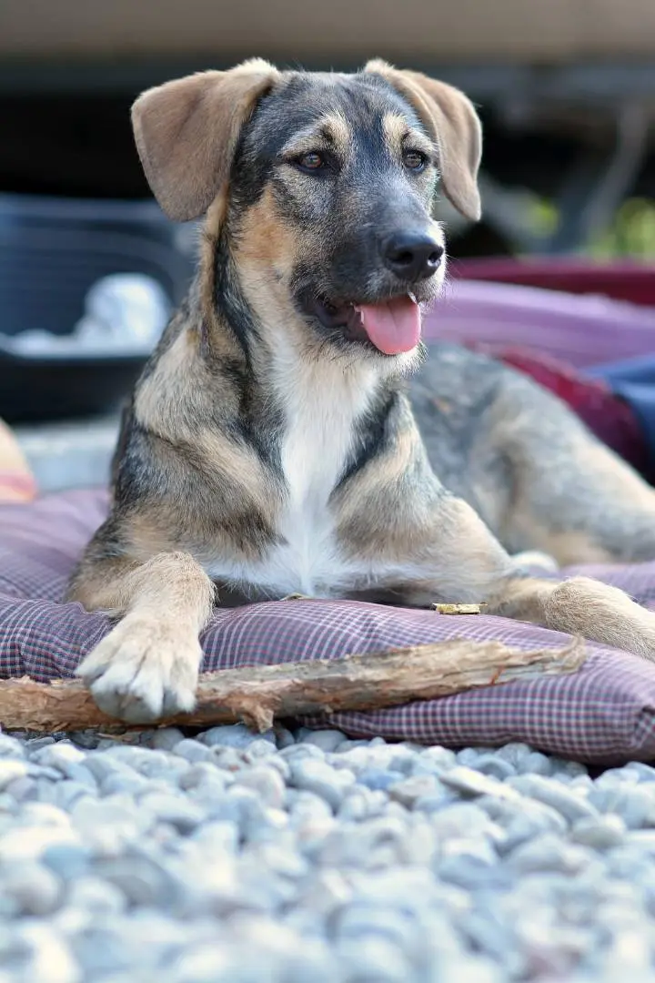 Adotta un cane, femmina, 5 anni e 8 mesi, Como