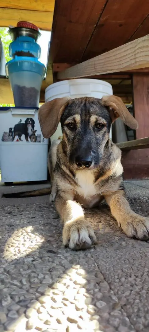 Adotta un cane, taglia media contenuta, femmina, Como