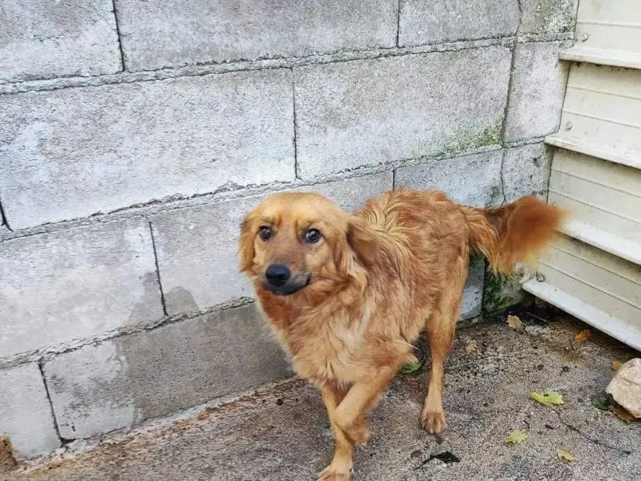 Adozione cane, maschio, Razza sconosciuta Razza sconosciuta, 4 anni, taglia piccola, Avellino