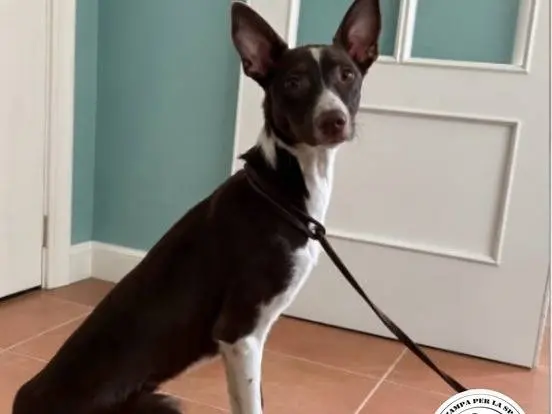 Adozione cane, maschio, Razza sconosciuta Razza sconosciuta, 1 anno e 4 mesi, taglia media contenuta, Milano