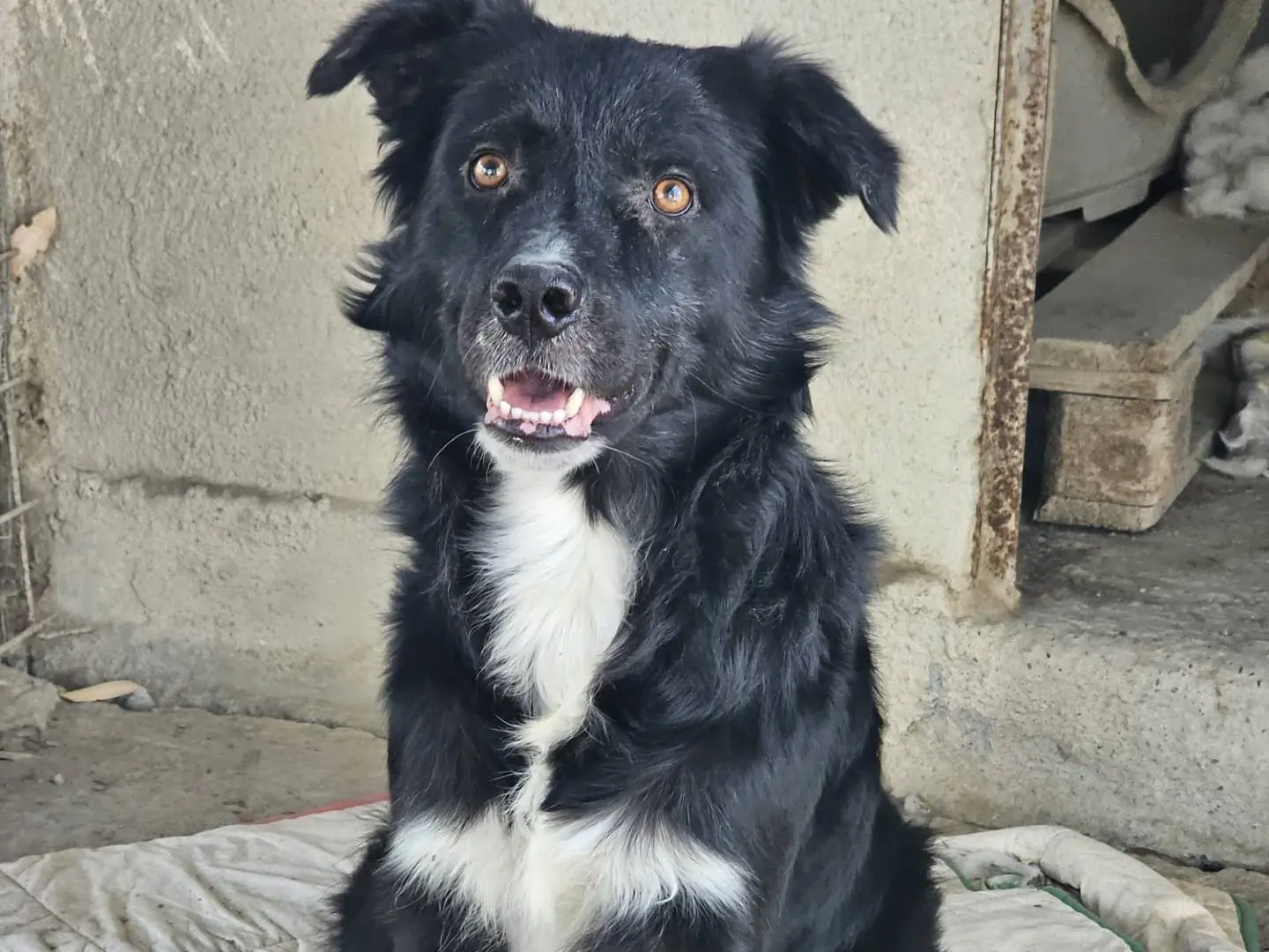 Adotta il cane Iron a Crotone