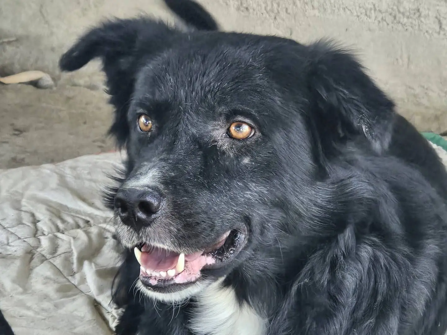 Adotta un cane, taglia media, maschio, Crotone