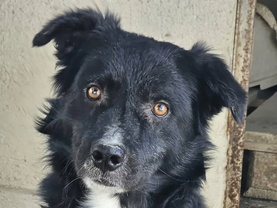 Vuoi adottare un cane a Crotone?