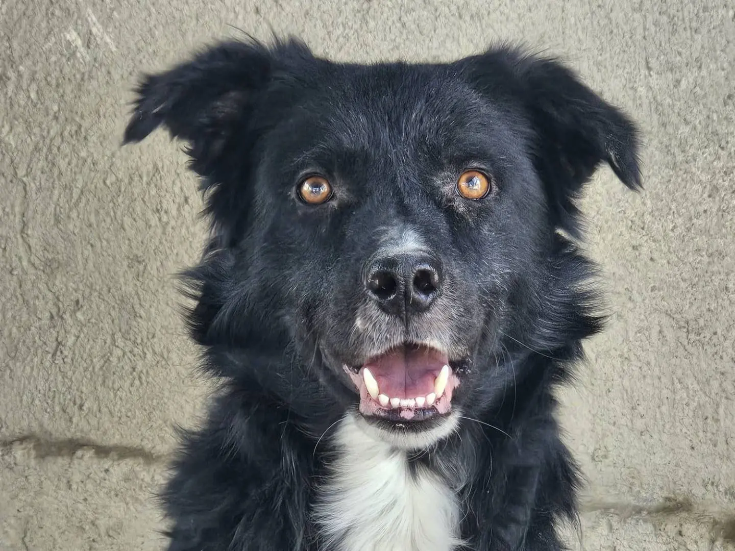 Adozione cane, maschio, Razza sconosciuta Razza sconosciuta, 2 anni e 7 mesi, taglia media, Crotone