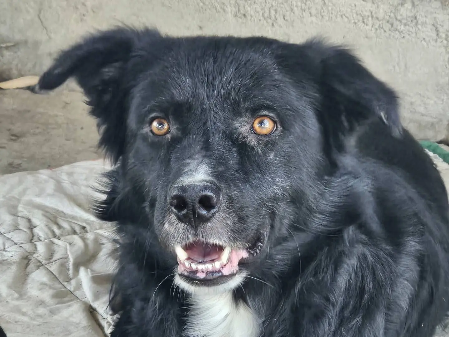 Adotta un cane, maschio, 2 anni e 7 mesi, Crotone