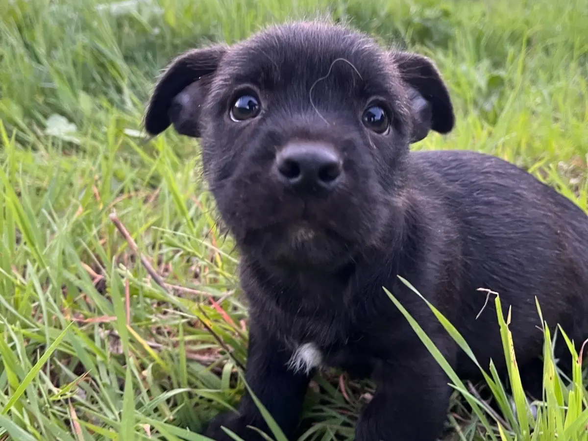 Adotta un cane, maschio, 1 mese, Siracusa