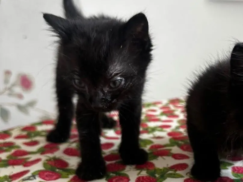 Adozione gatto, femmina, Razza sconosciuta Razza sconosciuta, 2 mesi, taglia non valida, Torino