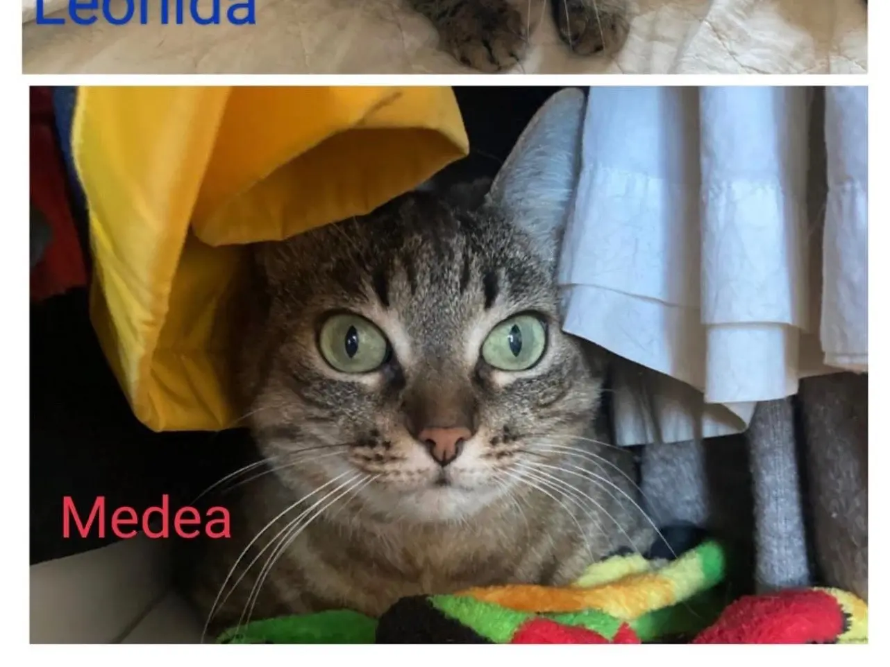 Adozione gatto, femmina, Razza sconosciuta Razza sconosciuta, 10 anni e 4 mesi, taglia non valida, Milano