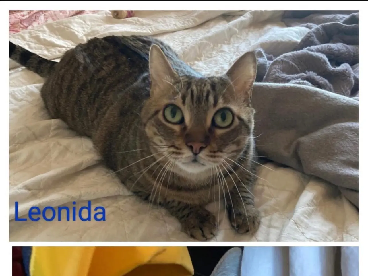 Adotta un gatto, femmina, 10 anni e 4 mesi, Milano