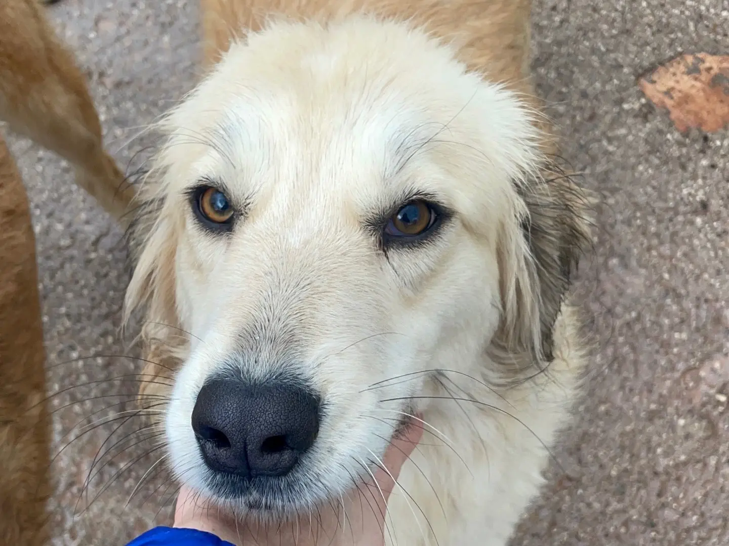 Adotta un cane, taglia media, femmina, Benevento