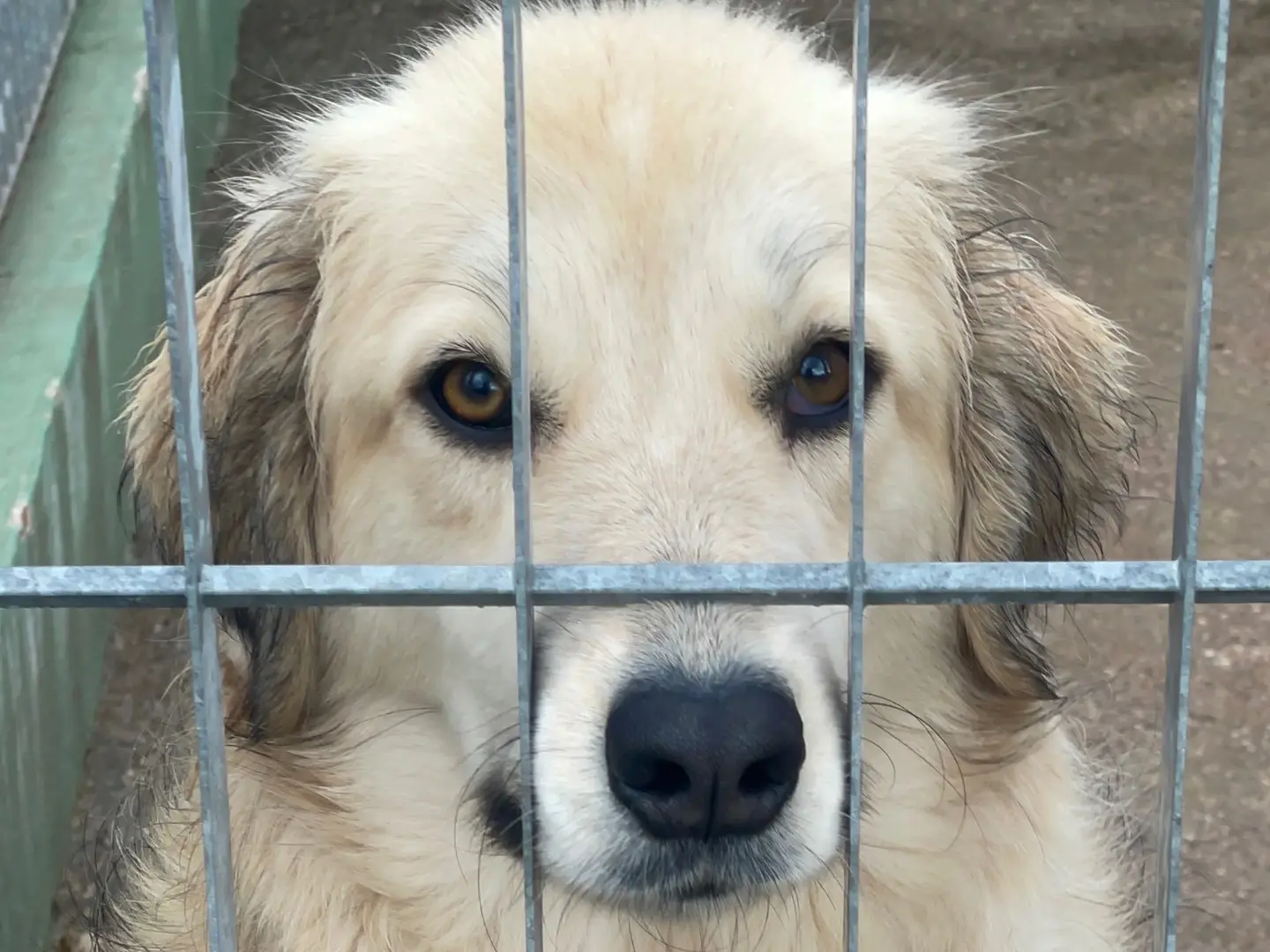 Adotta un cane, femmina, 2 anni e 8 mesi, Benevento