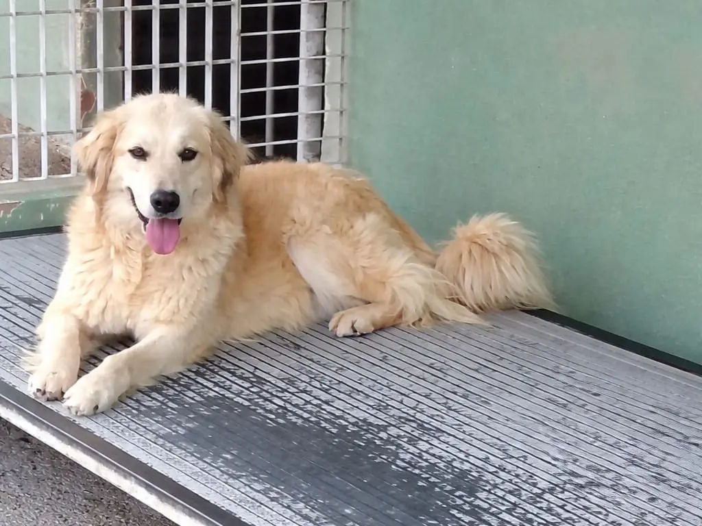 Adozione cane, femmina, Razza sconosciuta Razza sconosciuta, 2 anni e 8 mesi, taglia media, Benevento