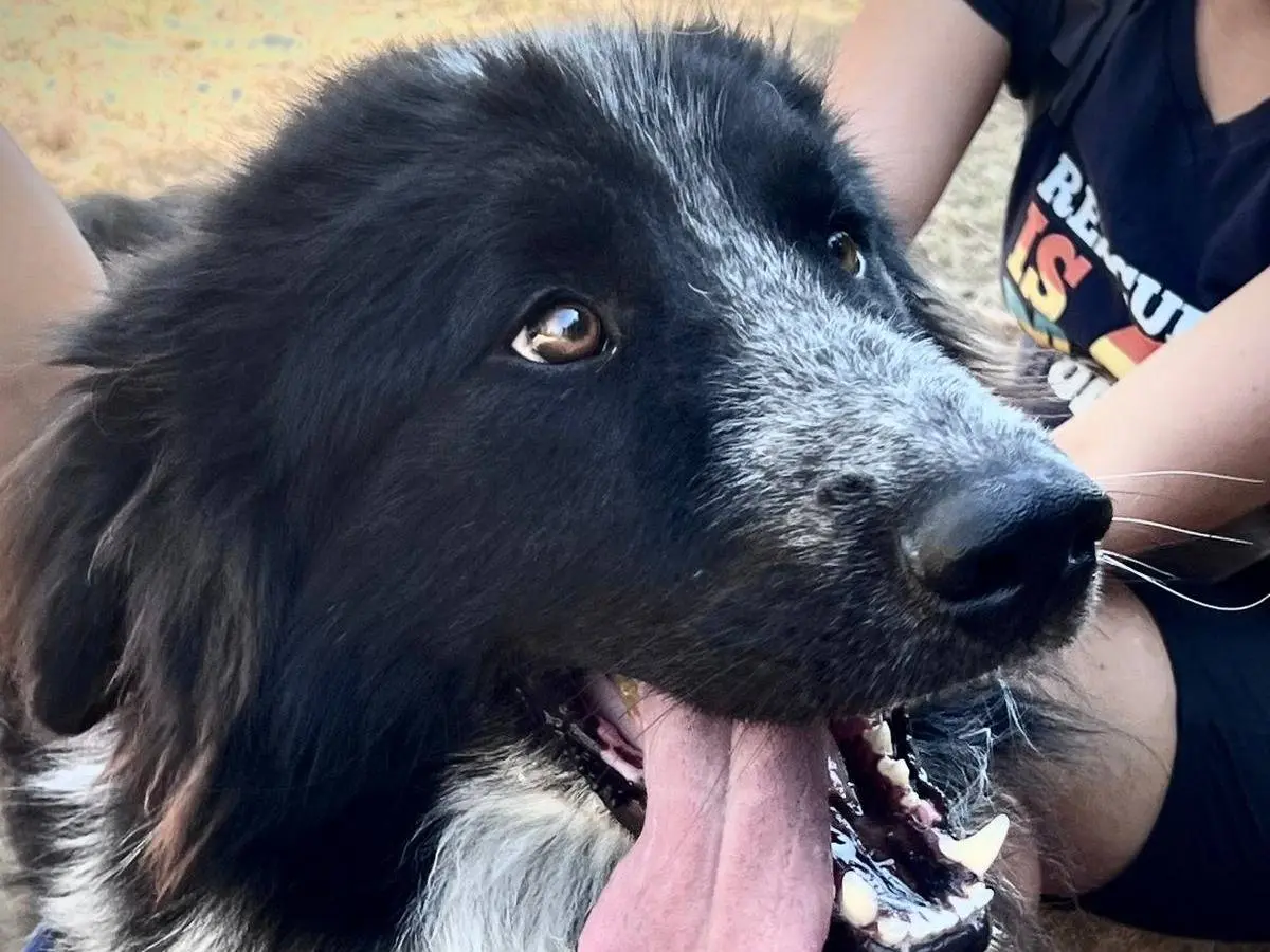 Adotta il cane Orso a Bari