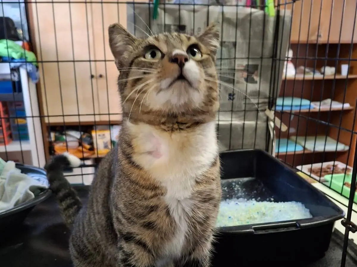 Vuoi adottare un gatto a Livorno?