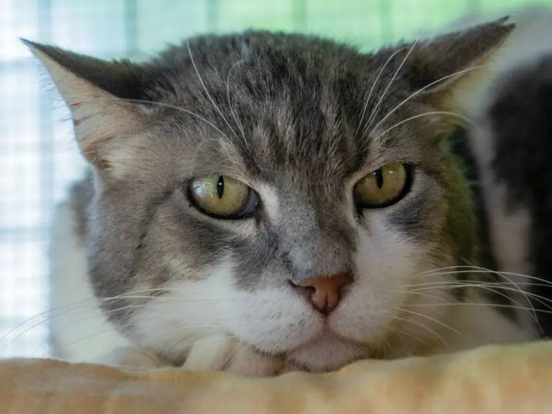 Adozione gatto, maschio, Razza sconosciuta Razza sconosciuta, 12 anni e 4 mesi, taglia non valida, Monza