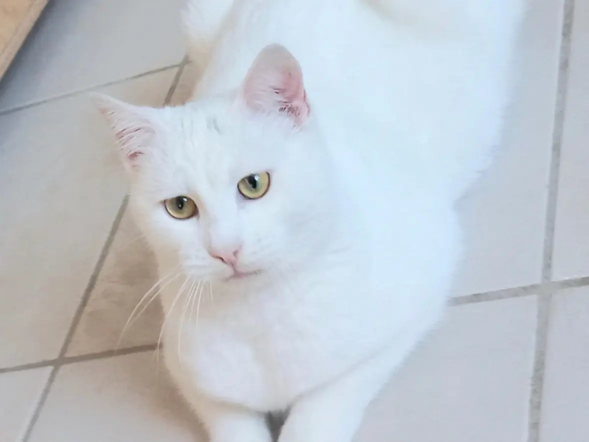 Adozione cane, femmina, Razza sconosciuta Razza sconosciuta, 1 anno e 4 mesi, taglia piccola, Napoli