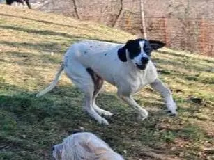 Adotta il cane GANO a Verona