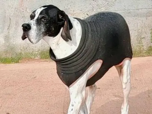 Vuoi adottare un cane a Verona?
