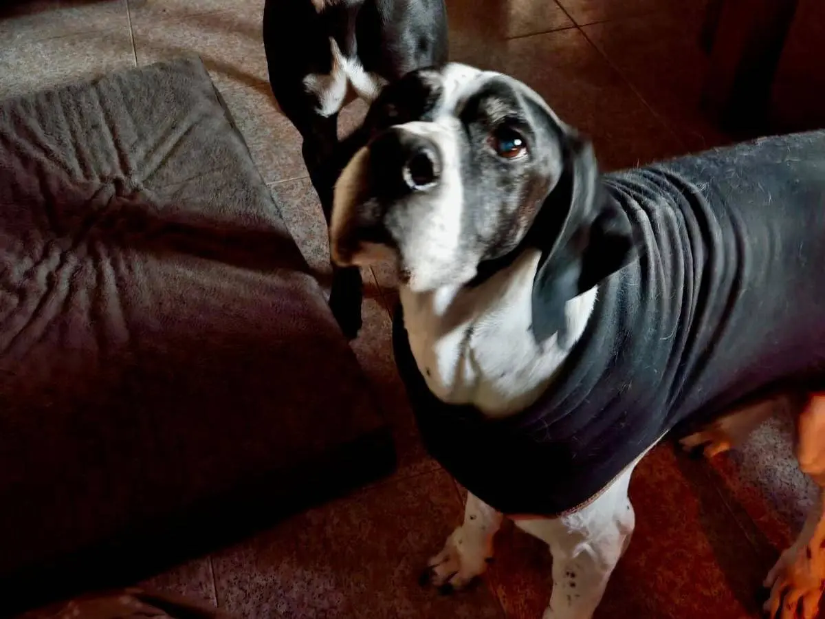 Adotta un cane, taglia media, maschio, Verona