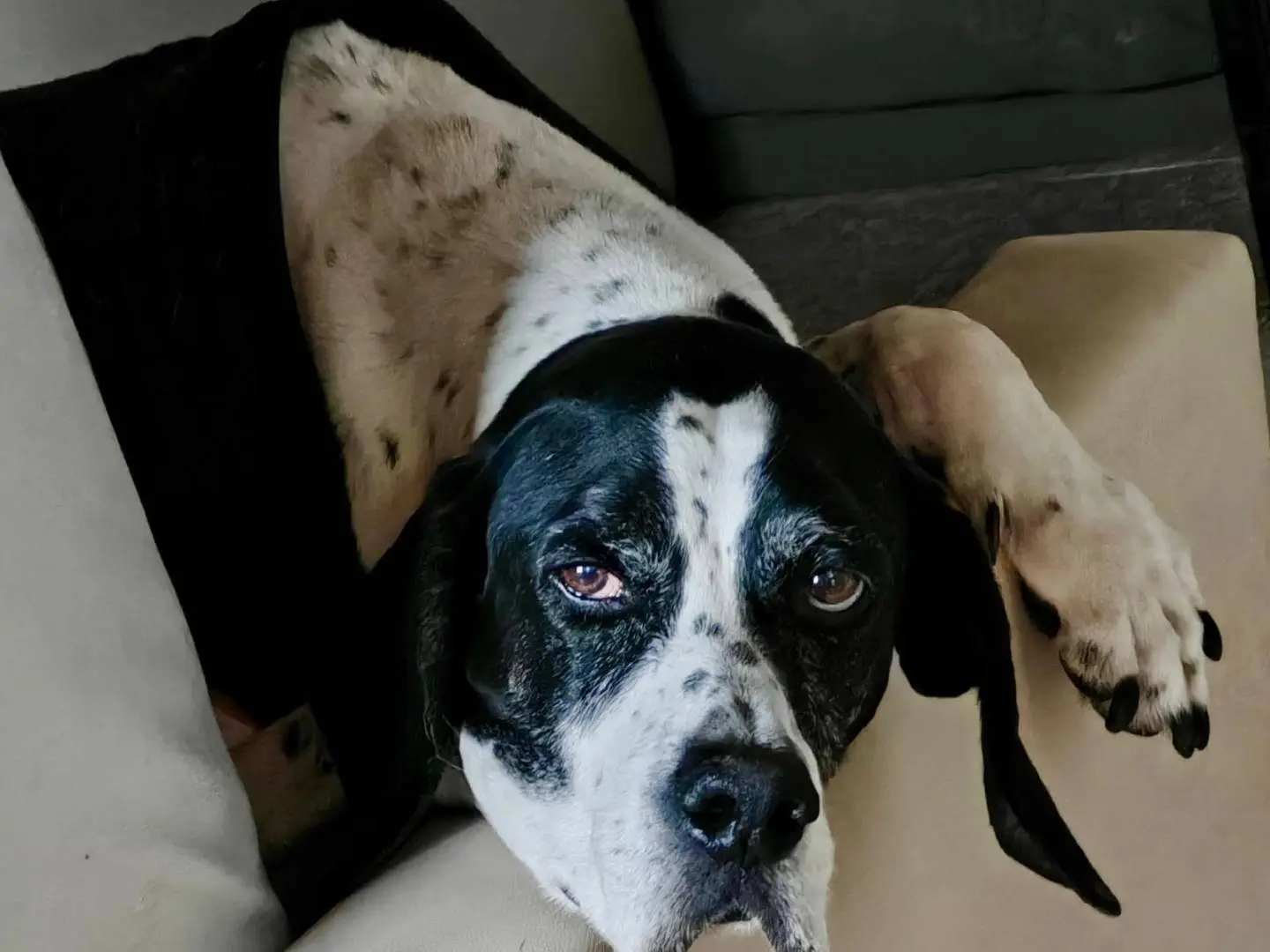 Adotta un cane, maschio, 12 anni e 1 mese, Verona