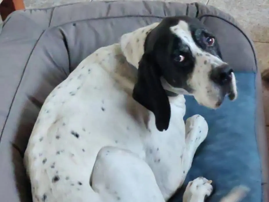 Adozione cane, maschio, Pointer Razza sconosciuta, 12 anni e 1 mese, taglia media, Verona