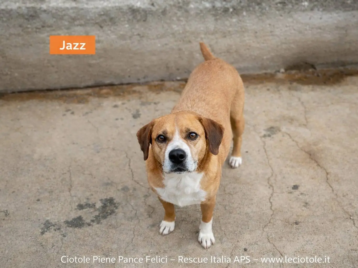 Adozione cane, maschio, Razza sconosciuta Razza sconosciuta, 6 anni, taglia media, Avellino