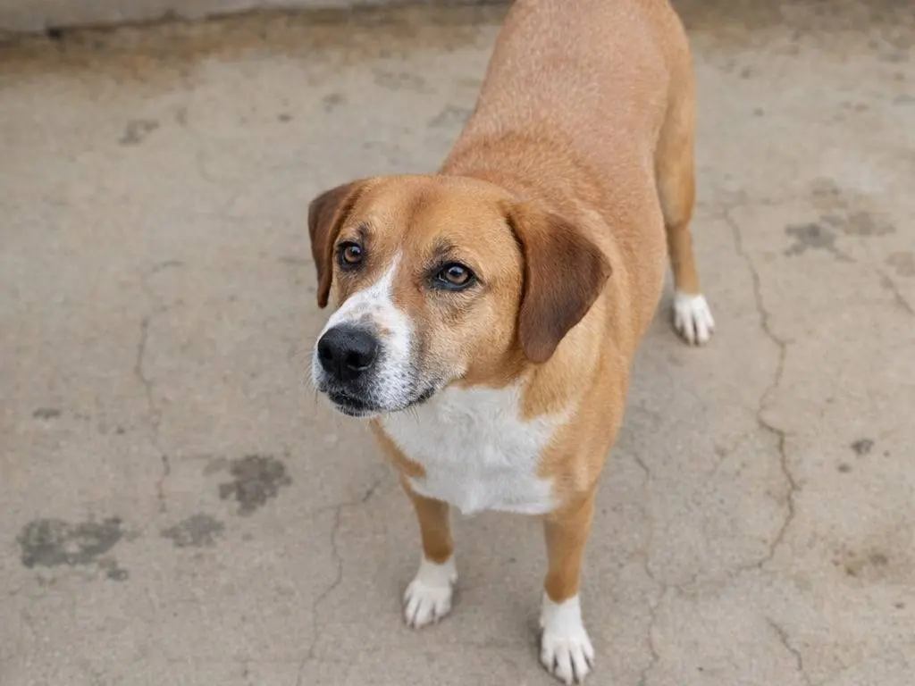 Adotta un cane, maschio, 6 anni, Avellino